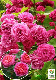 Роза английская плетистая "Розовый Лед" (саженец класса АА+) высший сорт2