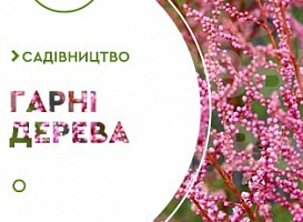 Декоративні дерева для саду - корисні статті про садівництво від Agro-Market