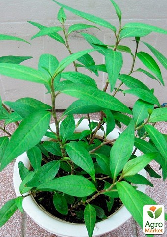 Персикарія "Vietnamese Coriander" (перечний та м'ятний смак, приємний аромат)