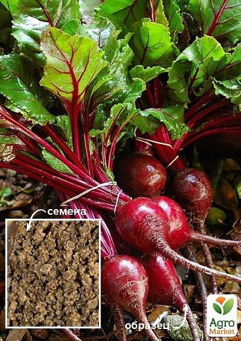Свекла "Цыганочка" ТМ "Весна" 100г