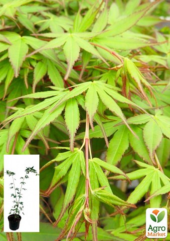 Клен 3-х летний японский пальмолистный "Катсура" (Аcer palmatum Katsura) С3, высота 60-80см