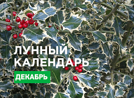 Місячний посівний календар на грудень 2021 - корисні статті про садівництво від Agro-Market