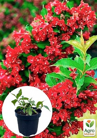 Вейгела 2-х летняя "Red Prince" С2, высота 20-40см