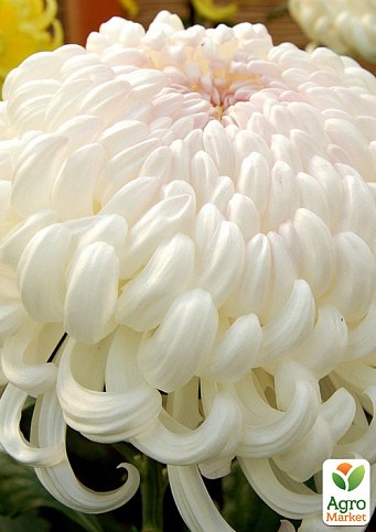 Хризантема  "Komodo Blanc" (низкорослая крупноцветковая)