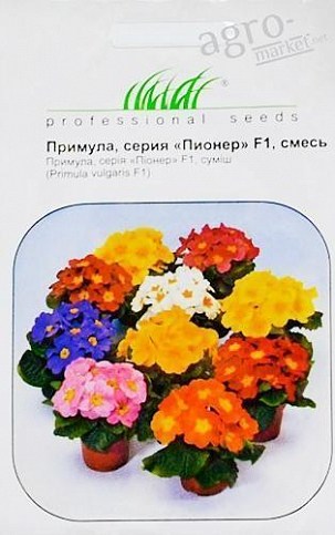 Примула "Пионер F1" ТМ "Hem Zaden" 10шт