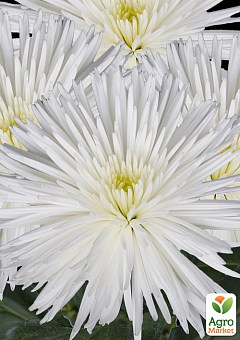 Хризантема  "Alaka White" (низкорослая крупноцветковая)11