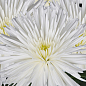 Хризантема "Alaka White" (низькоросла великоквіткова)