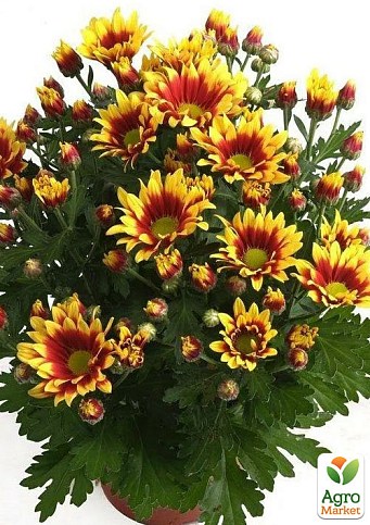 Хризантема мультифлора шарообразная "Ciotat"  - фото 3