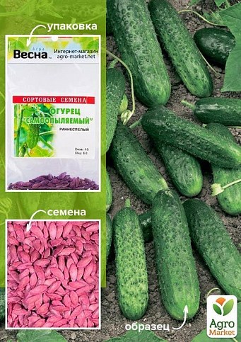 Огурец обработанный "Самоопыляемый" (Зипер) ТМ "Весна" 0.5г