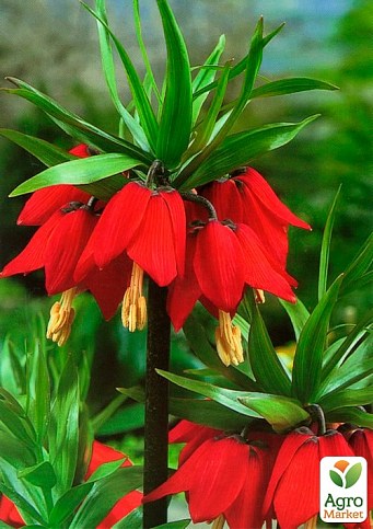 Фрітіларія "Rubra" 1шт в упаковці