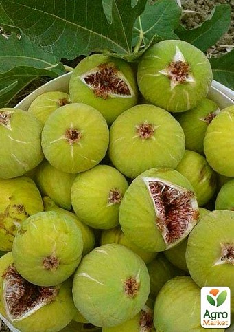Эксклюзив! Инжир светло-зеленый "Арабули" (Arabuli) (премиальный, высокоурожайный сорт раннего срока созревания) 