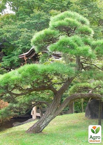 Сосна червона китайська "Pinus Tabuliformis" (легко формується Бонсай) 1 саджанець в упаковці