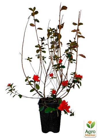 Азалия 2-х летняя японская "Rubinetta" С2 высота 20-50см - фото 2