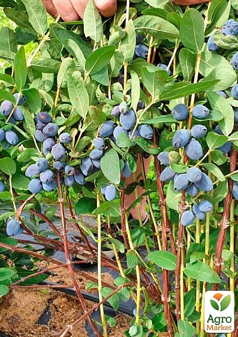 Жимолость "Сердце гиганта" (Канадская селекция, среднеранний, крупноплодный сорт) - фото 4