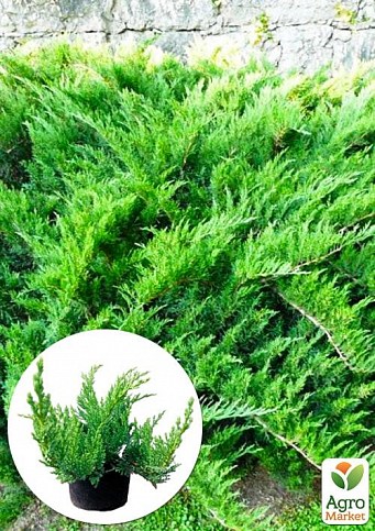 Можжевельник казацкий "Tamariscifolia" С2, высота 25-30см