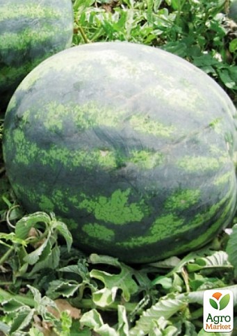 Арбуз "Зенго F1" ТМ "Lark Seeds" 1000шт