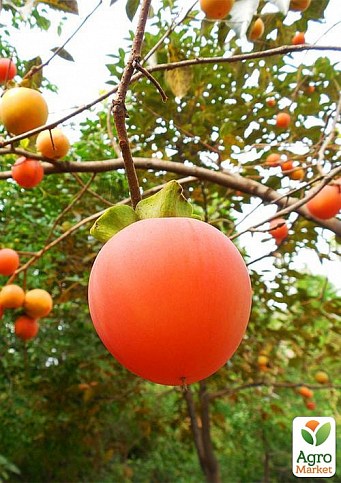 Хурма на виргинском морозостойком подвое "Божий дар" укорененная в контейнере (саженец 2 года) - фото 3