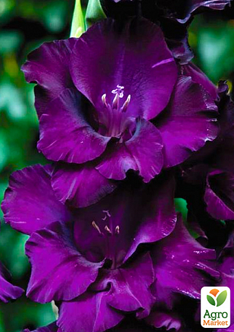 Гладиолус "Purple Flora" 3шт