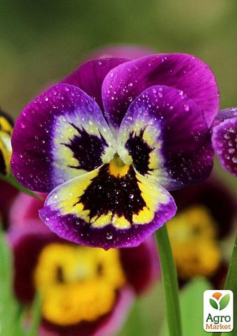 Виола (Viola Wittrokiana) "Red Wings"