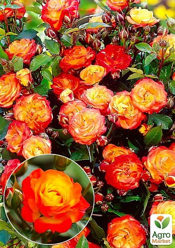Троянда в контейнері плетиста "Rumba" (саджанець класу АА+) - фото 2