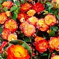 Троянда в контейнері плетиста "Rumba" (саджанець класу АА+) купить