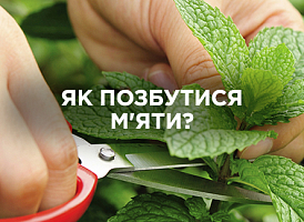 Як вивести м'яту з ділянки та зупинити її розростання | Agro-market