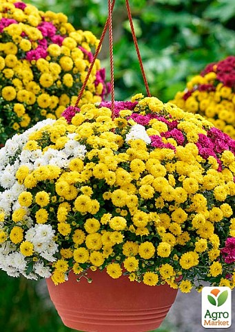 Хризантема мультифлора 3 цвета "Colorito" (подвесной вазон Ø23 высота 30-50см)