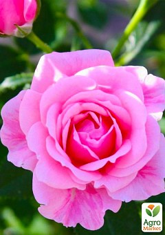 Роза мелкоцветковая (спрей) "Пинк Симфони" (саженец класса АА+) высший сорт2
