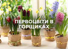 Первоцвіти в горщиках: як доглядати та вирощувати | Agro-market