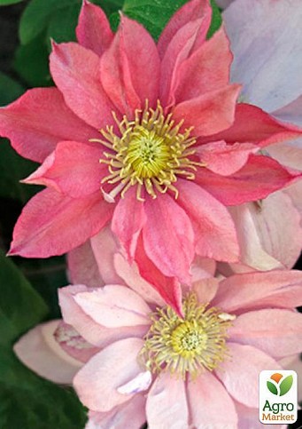 Клематис "Little Mermaid" - Клематисы - купить в Одессе, Украине по ...