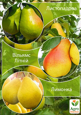 Дерево-сад Груша "Ноябрьская+Лимонка+Вильямс Летний" 