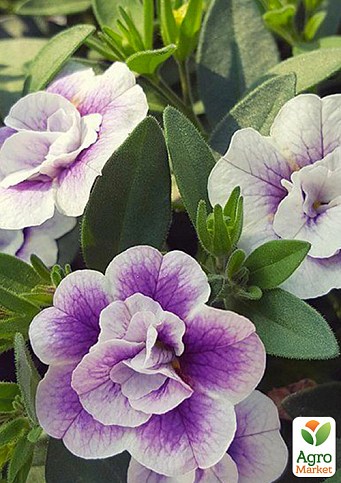 Калибрахоа Calita "Double Blue Bicolor" (контейнер №10, высота 10-15см)