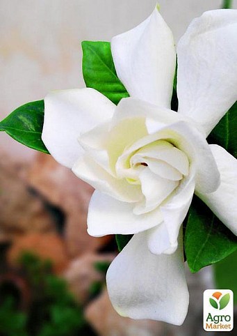 Гардения жасминовидная "Прекрасная Жасмин" (Gardenia jasminoides)  дм 9 см выс. 15 см