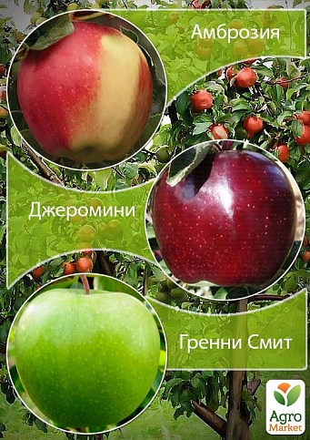 Дерево-сад Яблоня "Гренни Смит+Амброзия+Джеромини"