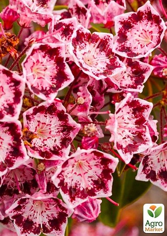 Кальмія latifolia "Jans Delight"