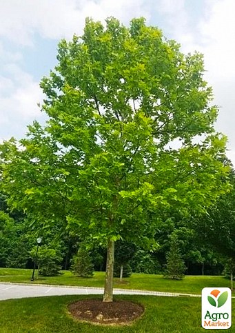 Платан західний «Platanus occidentalis» (декоративний, морозостійкий)