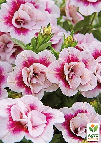 Калибрахоа Calita "Double Pink Bicolor" (контейнер №10, высота 10-15см)
