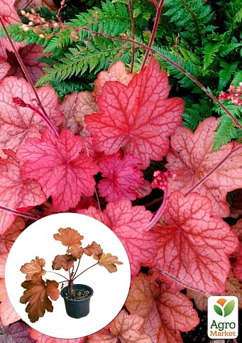 Гейхера (Heuchera) "Georgia Peach" С1 (высота 15-30см)