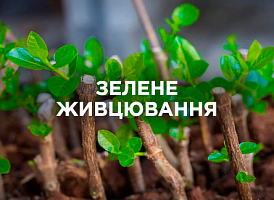 Зелене живцювання рослин: строки, правила та догляд | Agro-market