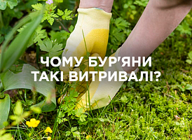 Чому бур’яни швидко ростуть і як з ними боротися | Agro-market