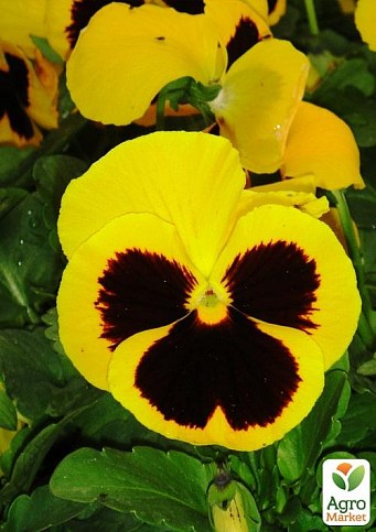 Виола (Viola Wittrokiana) "Yellow With Blotch"