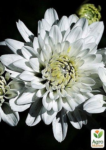 Хризантема "Белые ночи" (Chrysanthemum small headed mixed)  дм 23 см выс. 30 см