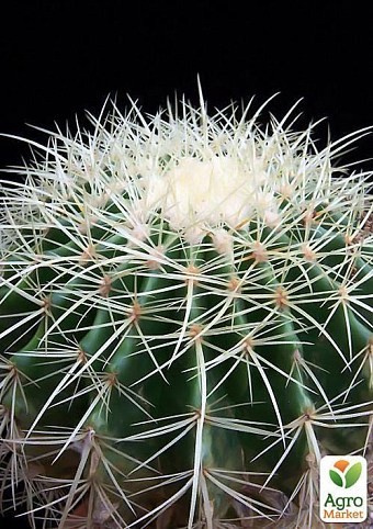 Эхинокактус "Echinocactus Grusonii" дм 12 см выс. 15 см