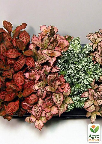 Фиттония микс "Fittonia mixed"  дм 12 см выс. 17 см