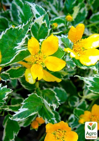 Керрия японская Picta (Variegata) 