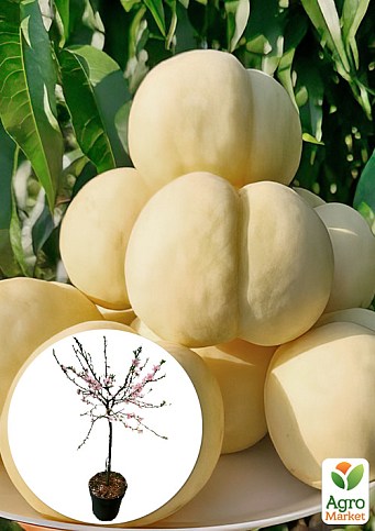 LMTD Персик 3-х летний укорененный "Ice Peach" высота 90-120см (горшок С-10)