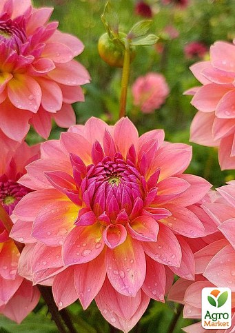 Жоржина "Garden Desire" (бордюрна)