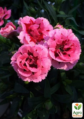 Гвоздика Махрова "Oscar Pink and Purple" (контейнер Ø12)