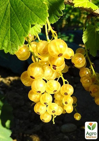 Ексклюзив! Порічка (смородина) кремова з жовтим відтінком "Справжня перлина" (A real pearl) (преміальний ранній сорт) - фото 3