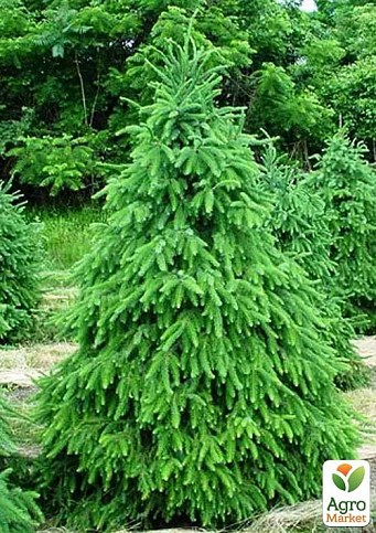 Ель 4-х летняя сербская колоновидная (Picea omorika) С3, высота 50-60см ...